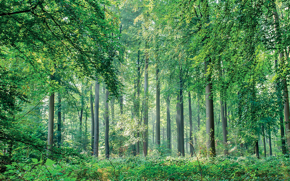 HOE VERMINDEREN WE ONZE ECOLOGISCHE VOETAFDRUK?